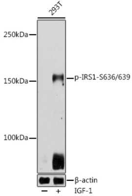 Western Blot: IRS1 [p Ser639, p Ser636] Antibody [NBP3-16898] - Western blot analysis of extracts of 293T cells, using IRS1 antibody (NBP3-16898) at 1:500 dilution.293T cells were treated by IGF-1 (50 ng/ml) at 37C for 5 minutes after serum-starvation overnight. Secondary antibody: HRP Goat Anti-Rabbit IgG (H+L) at 1:10000 dilution. Lysates/proteins: 25ug per lane. Blocking buffer: 3% nonfat dry milk in TBST. Detection: ECL Basic Kit. Exposure time: 10s.